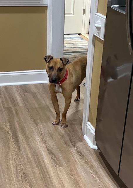 Enlarge Vixen, a Adoptable mixed breed in Willingboro, NJ image 2/6