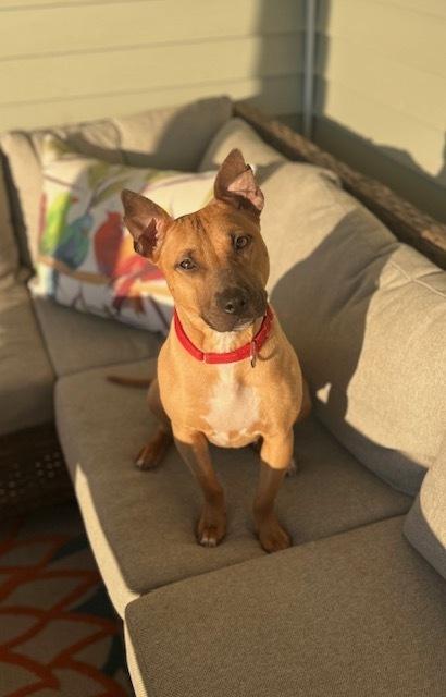 Enlarge Vixen, a Adoptable mixed breed in Willingboro, NJ image 3/6