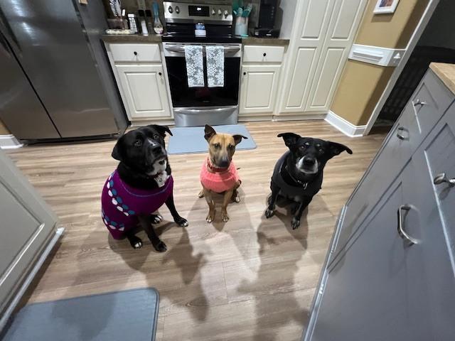 Vixen — thumbnail 4