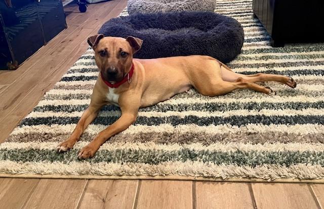 Enlarge Vixen, a Adoptable mixed breed in Willingboro, NJ image 5/6