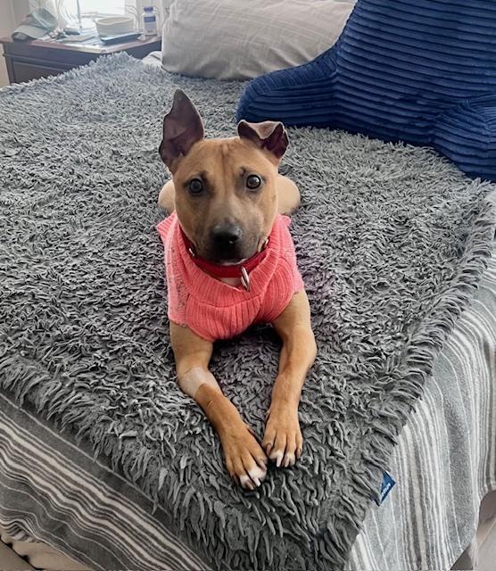 Enlarge Vixen, a Adoptable mixed breed in Willingboro, NJ image 6/6