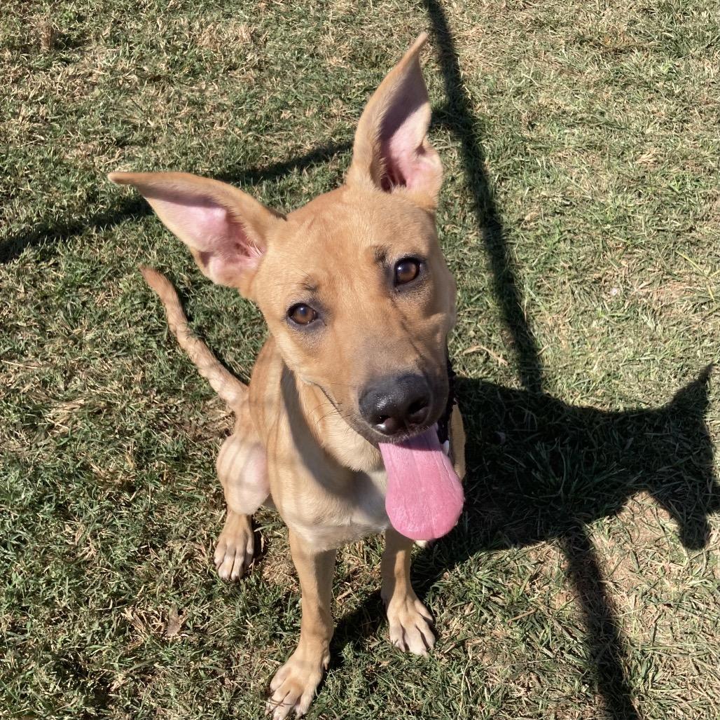 Keira, Adoptable, Young Female Shepherd & Mixed Breed.