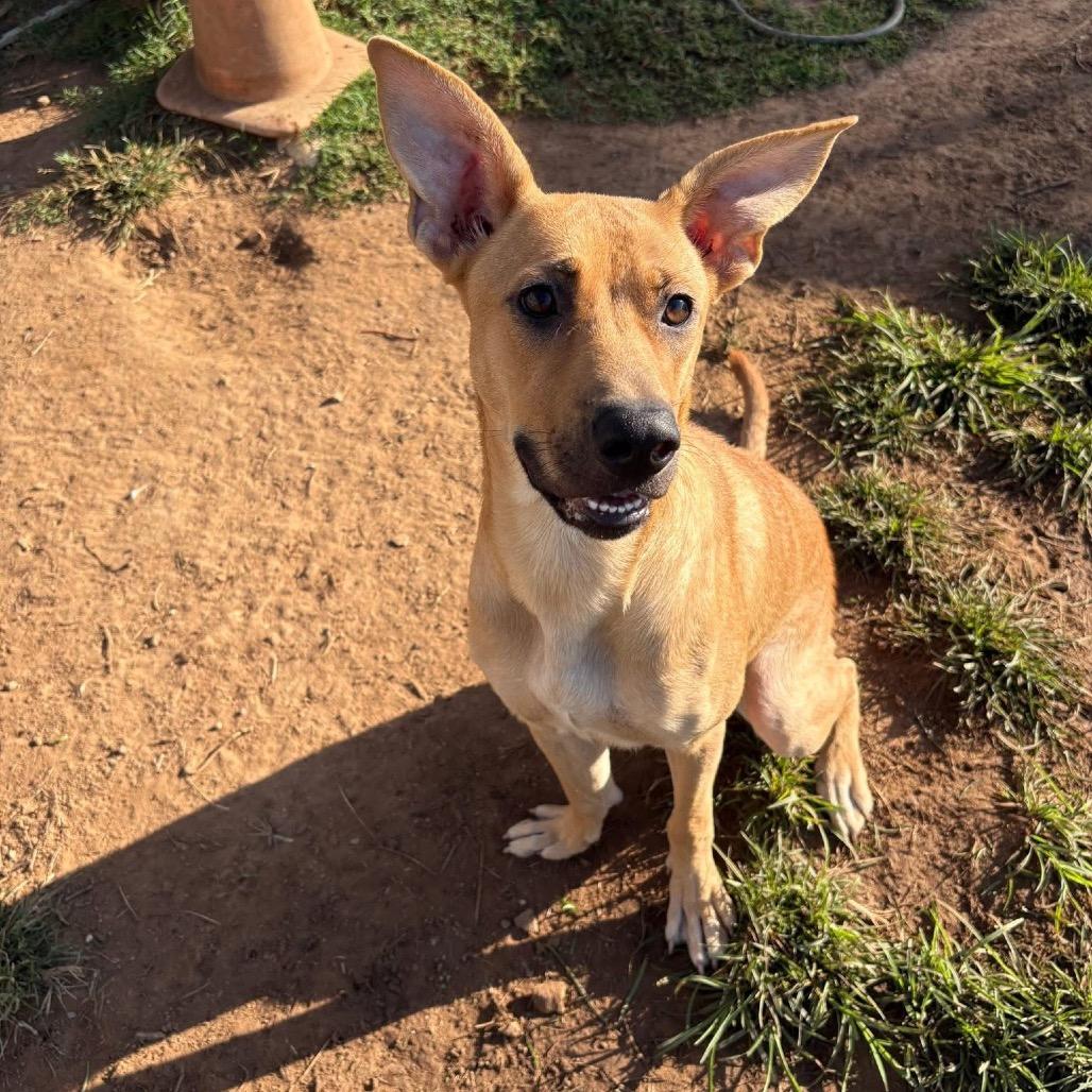 Enlarge Keira, a Adoptable mixed breed in Sand Springs, OK image 2/6