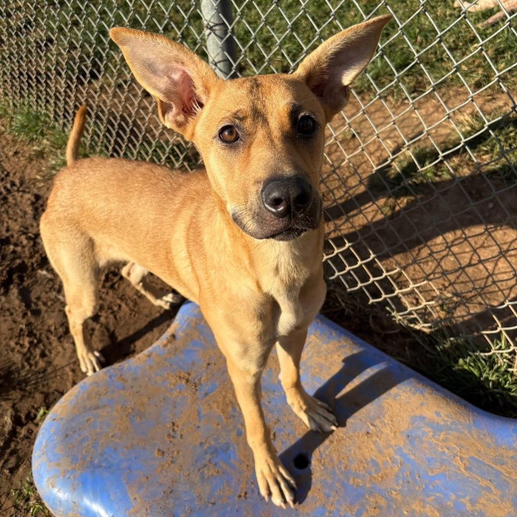 Enlarge Keira, a Adoptable mixed breed in Sand Springs, OK image 3/6