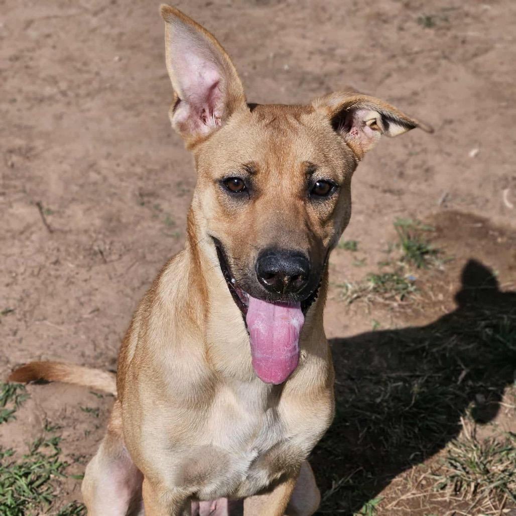 Enlarge Keira, a Adoptable mixed breed in Sand Springs, OK image 4/6