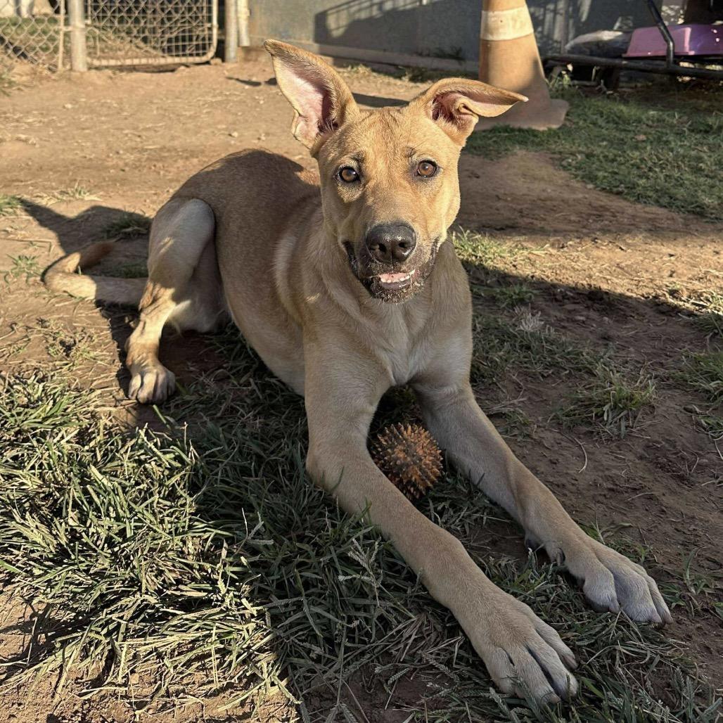 Enlarge Keira, a Adoptable mixed breed in Sand Springs, OK image 4/6