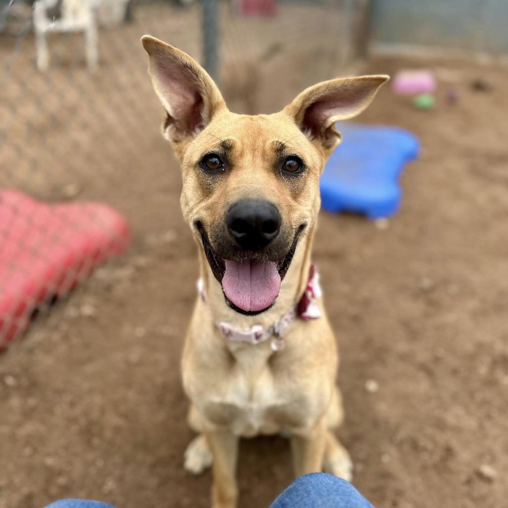 Enlarge Keira, a Adoptable mixed breed in Sand Springs, OK image 6/6