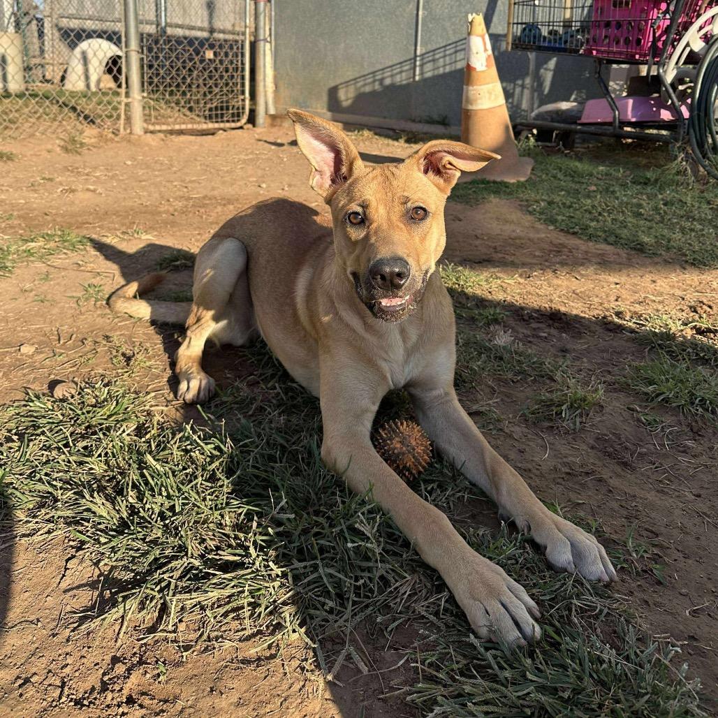 Enlarge Keira, a Adoptable mixed breed in Sand Springs, OK image 5/6