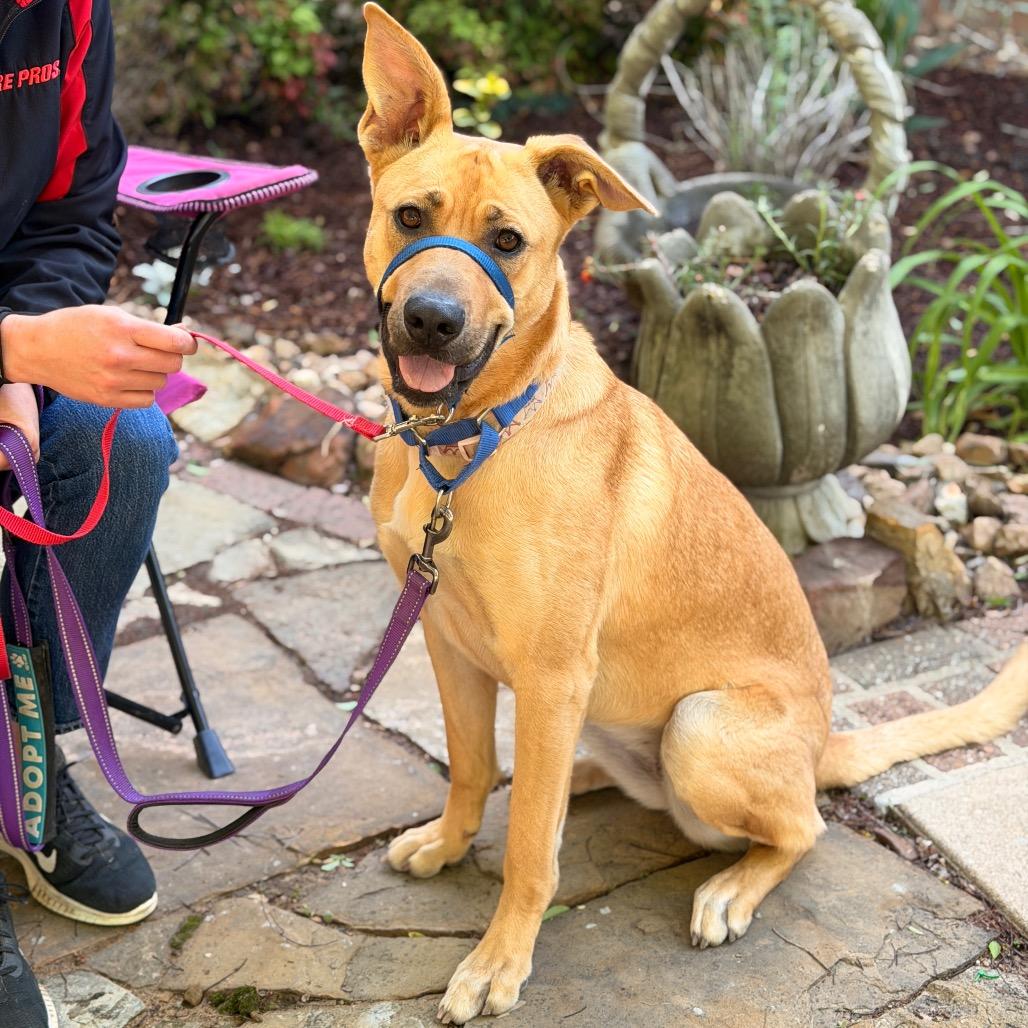 Enlarge Keira, a Adoptable mixed breed in Sand Springs, OK image 6/6