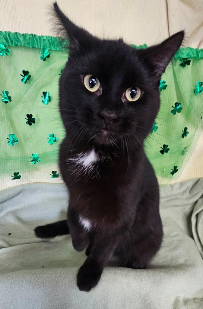 Clyde, Adoptable, Young Male Domestic Medium Hair.