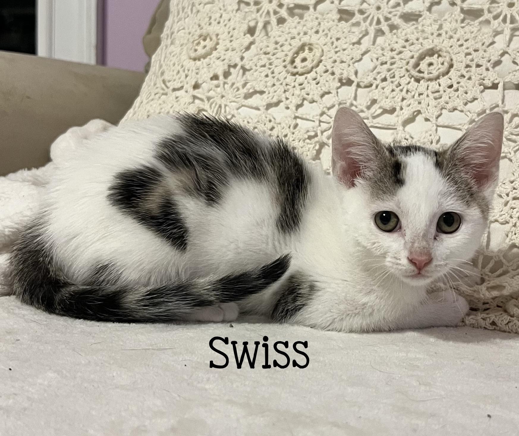 Swiss...the ultimate love bug & purr machine, adopted, Kitten Female Domestic Short Hair.