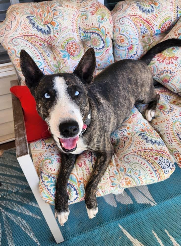 Maddie, Adopted, Young Female Bull Terrier & McNab.