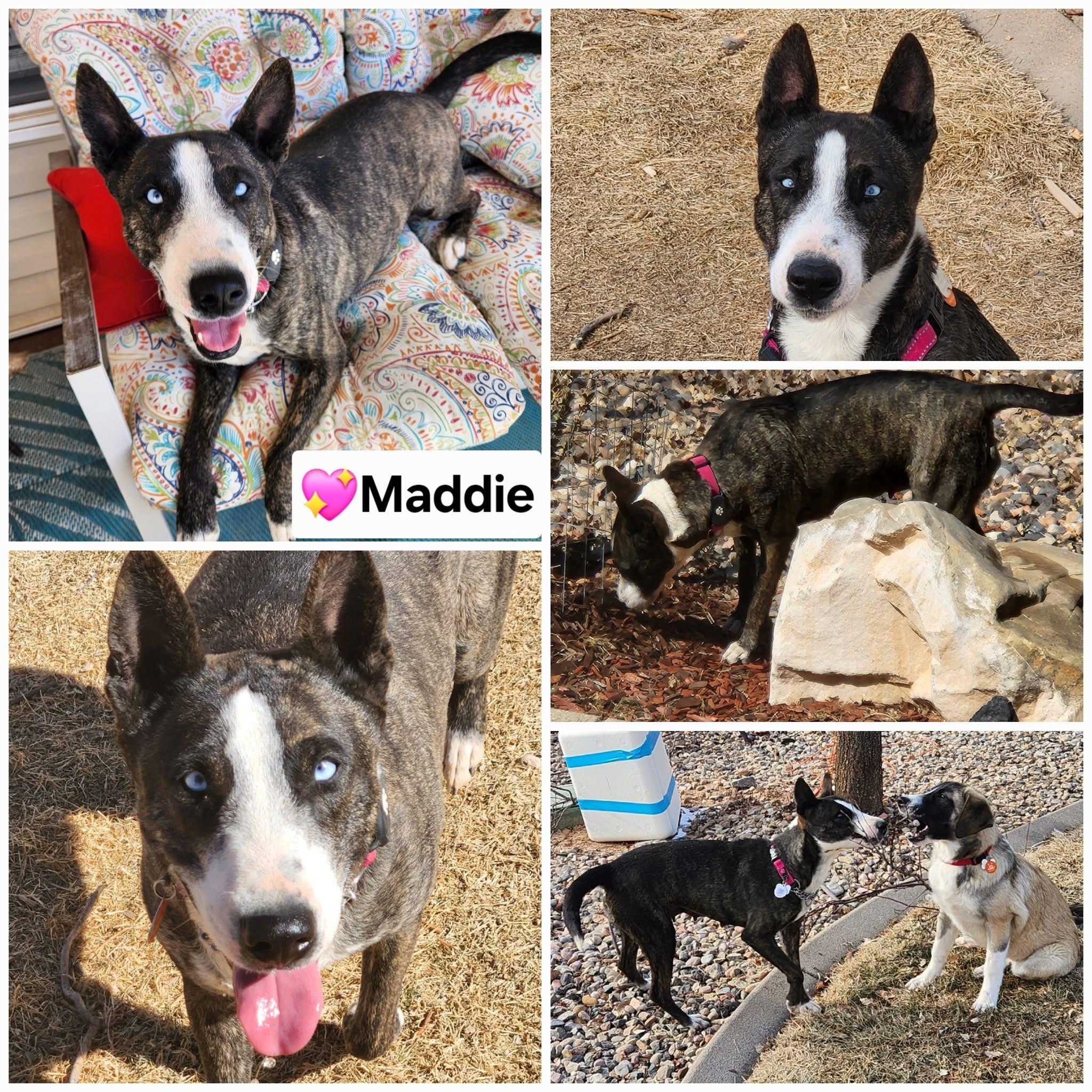 Enlarge Maddie, a Adopted mixed breed in Denver, CO image 4/5