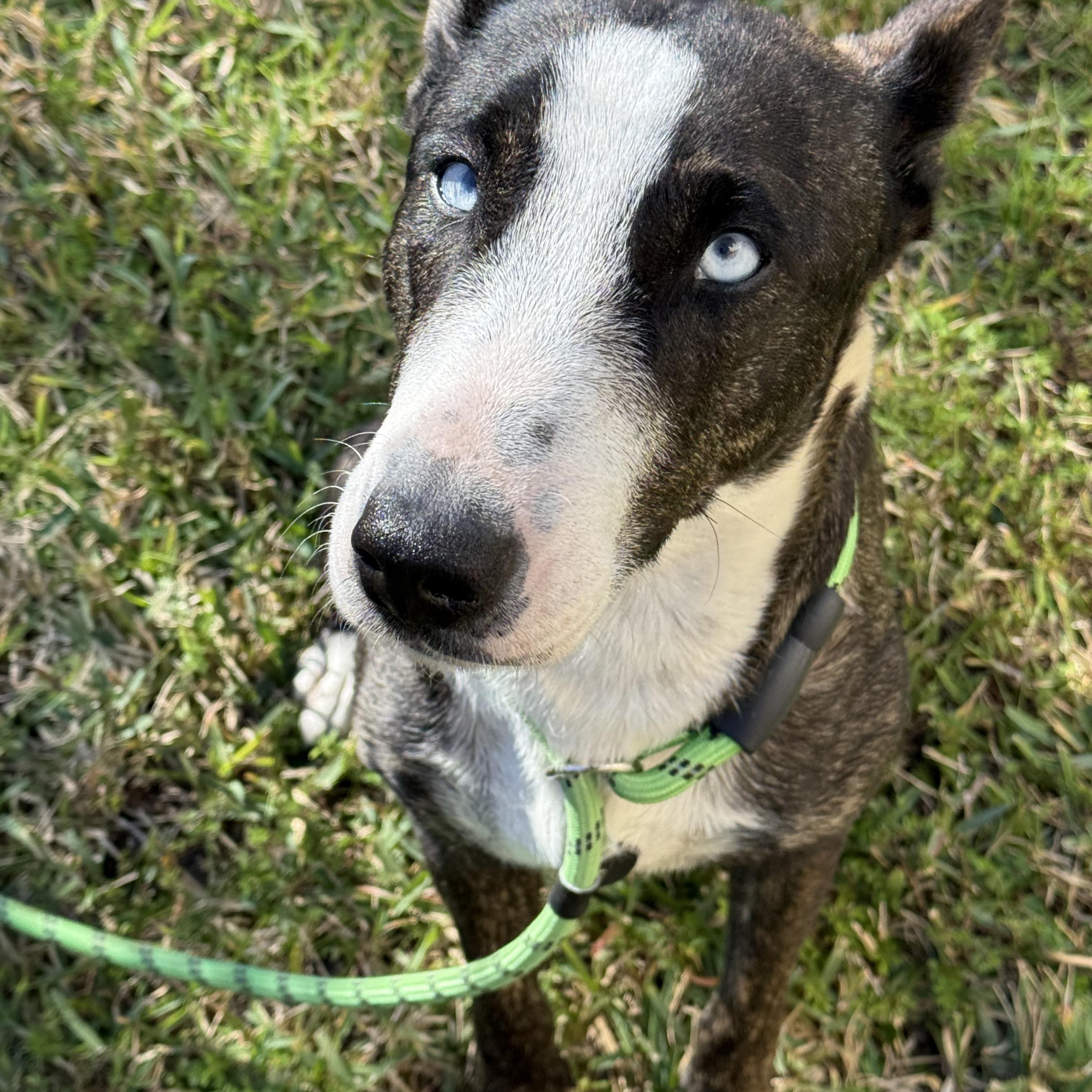 Enlarge Maddie, a Adopted mixed breed in Denver, CO image 3/5