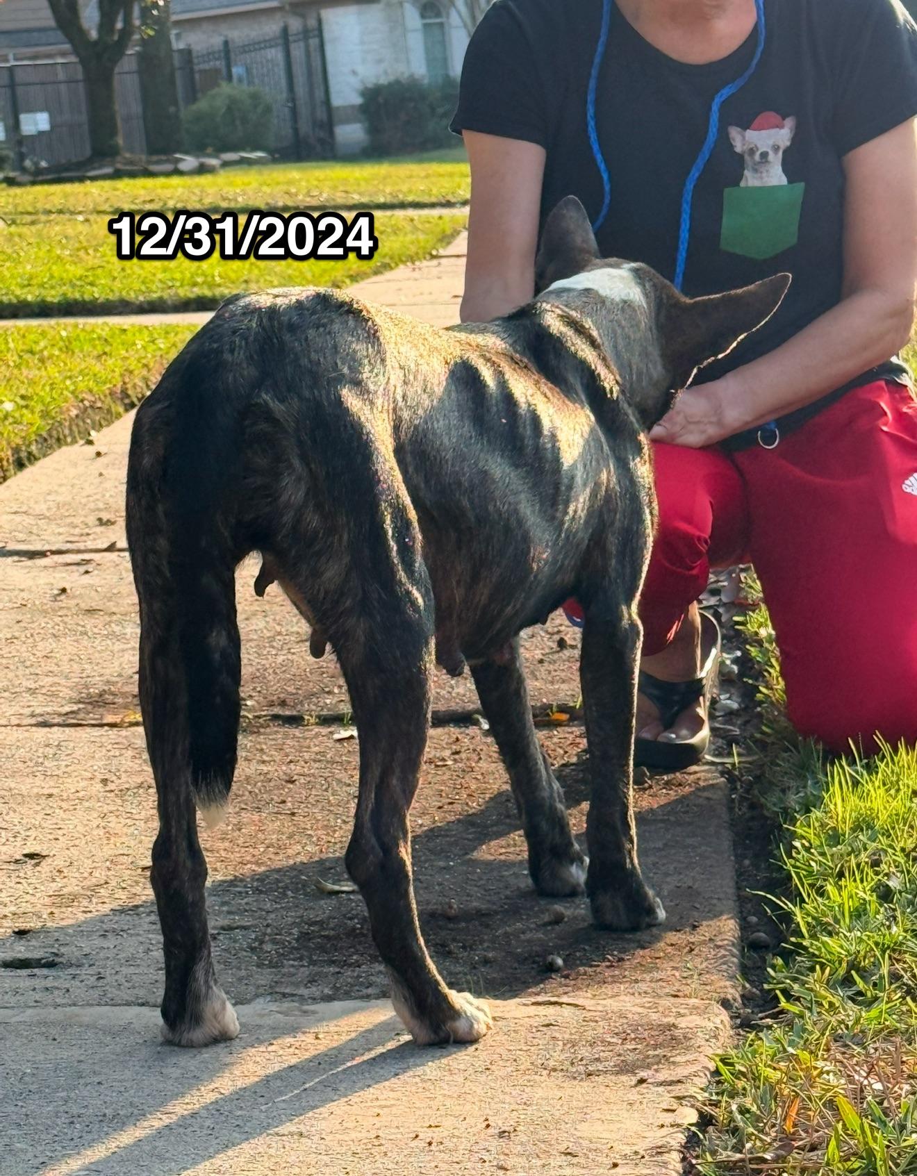 Enlarge Maddie, a Adopted mixed breed in Denver, CO image 5/5