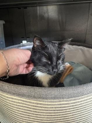 Enlarge Cider, a Adoptable mixed breed in Salem, NH image 2/3
