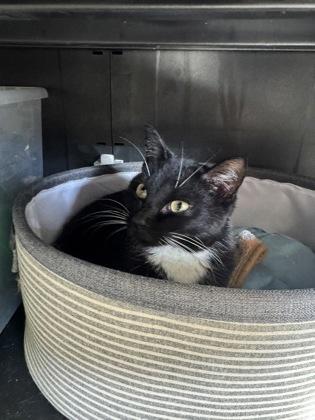 Cider, Adoptable, Young Male Domestic Short Hair.