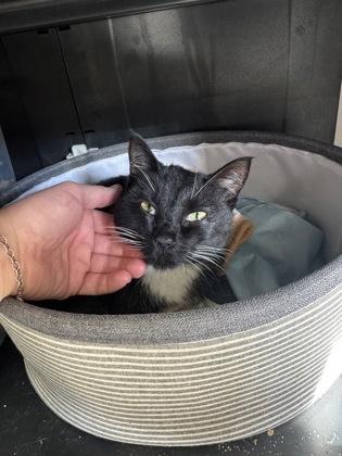 Enlarge Cider, a Adoptable mixed breed in Salem, NH image 3/3
