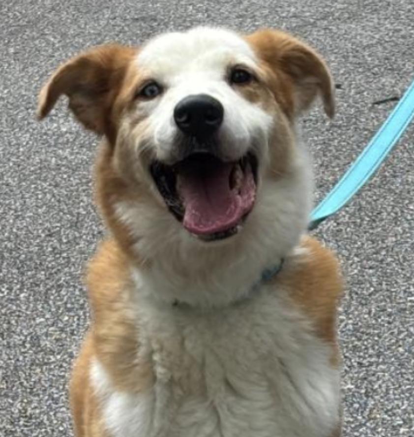 Regon. Urgently Needs Foster or Adopter, Adopted, Young Male Australian Shepherd & Shepherd.