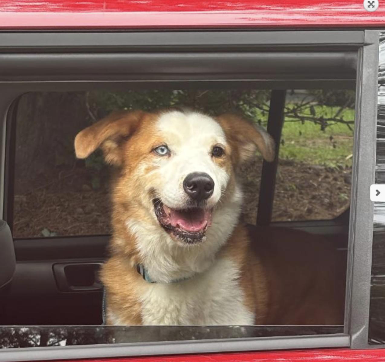Regon. Urgently Needs Foster or Adopter, a Adopted mixed breed in Decatur, GA image 2/3