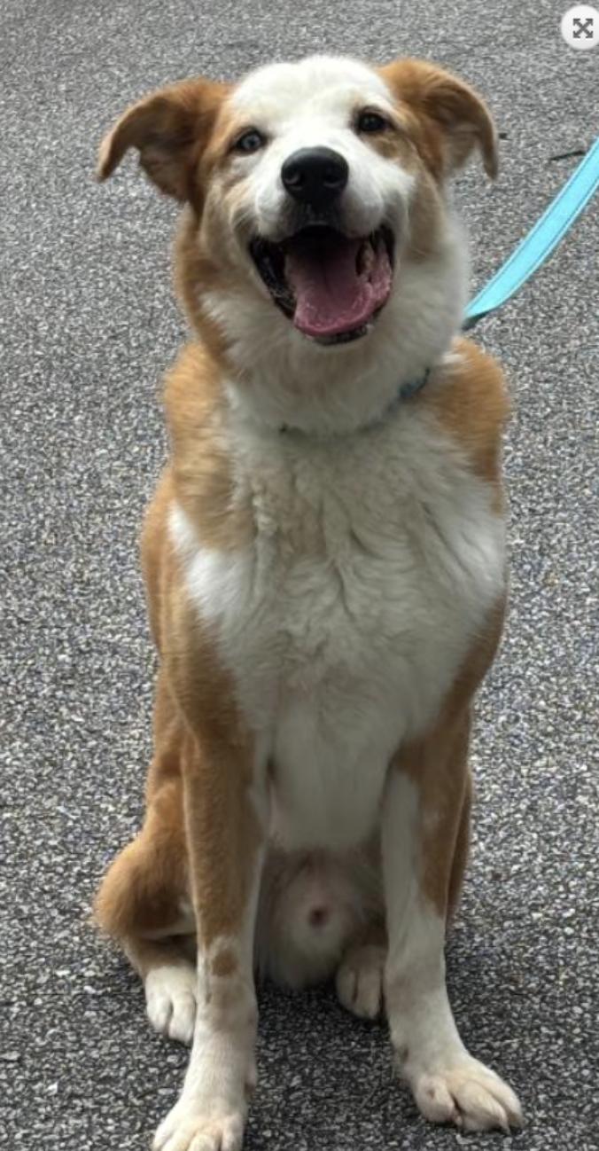 Regon. Urgently Needs Foster or Adopter, a Adopted mixed breed in Decatur, GA image 3/3