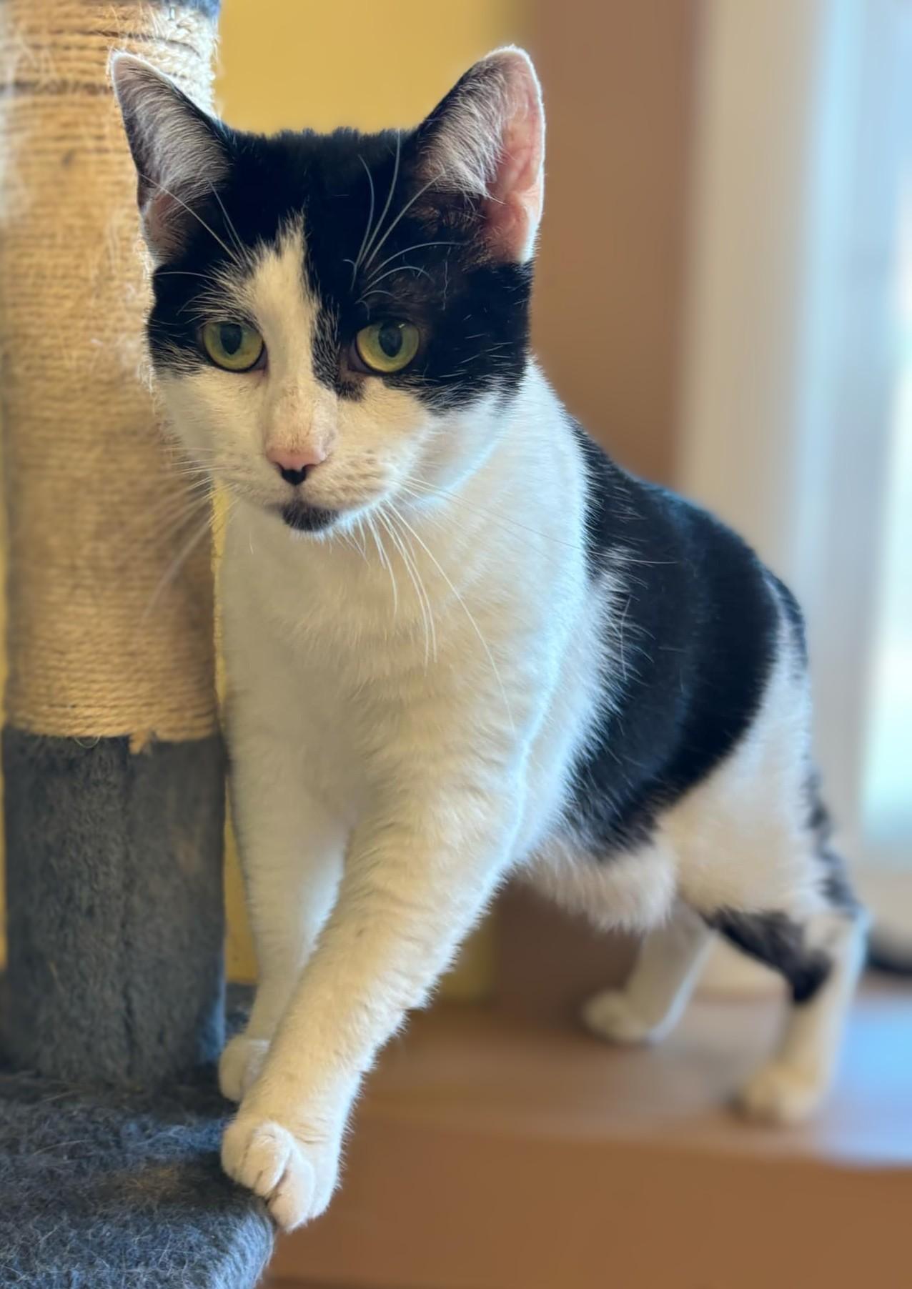 Faith, Adoptable, Adult Female Domestic Short Hair.