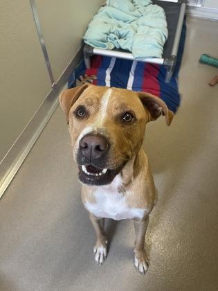 Enlarge Canary, a Adoptable mixed breed in Norfolk, VA image 1/3