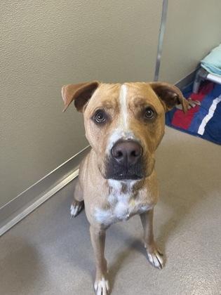 Enlarge Canary, a Adoptable mixed breed in Norfolk, VA image 3/3