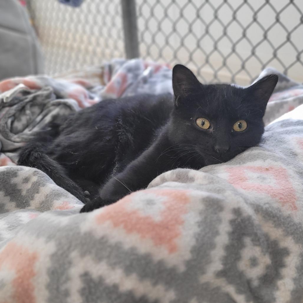 Hard Candy Christmas, Adoptable, Kitten Female Domestic Short Hair.