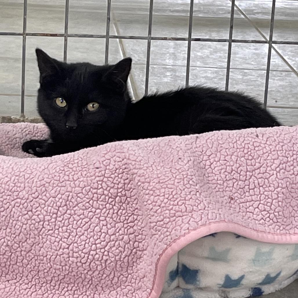 Enlarge Hard Candy Christmas, a Adoptable Domestic Short Hair in East Smithfield , PA image 1/6