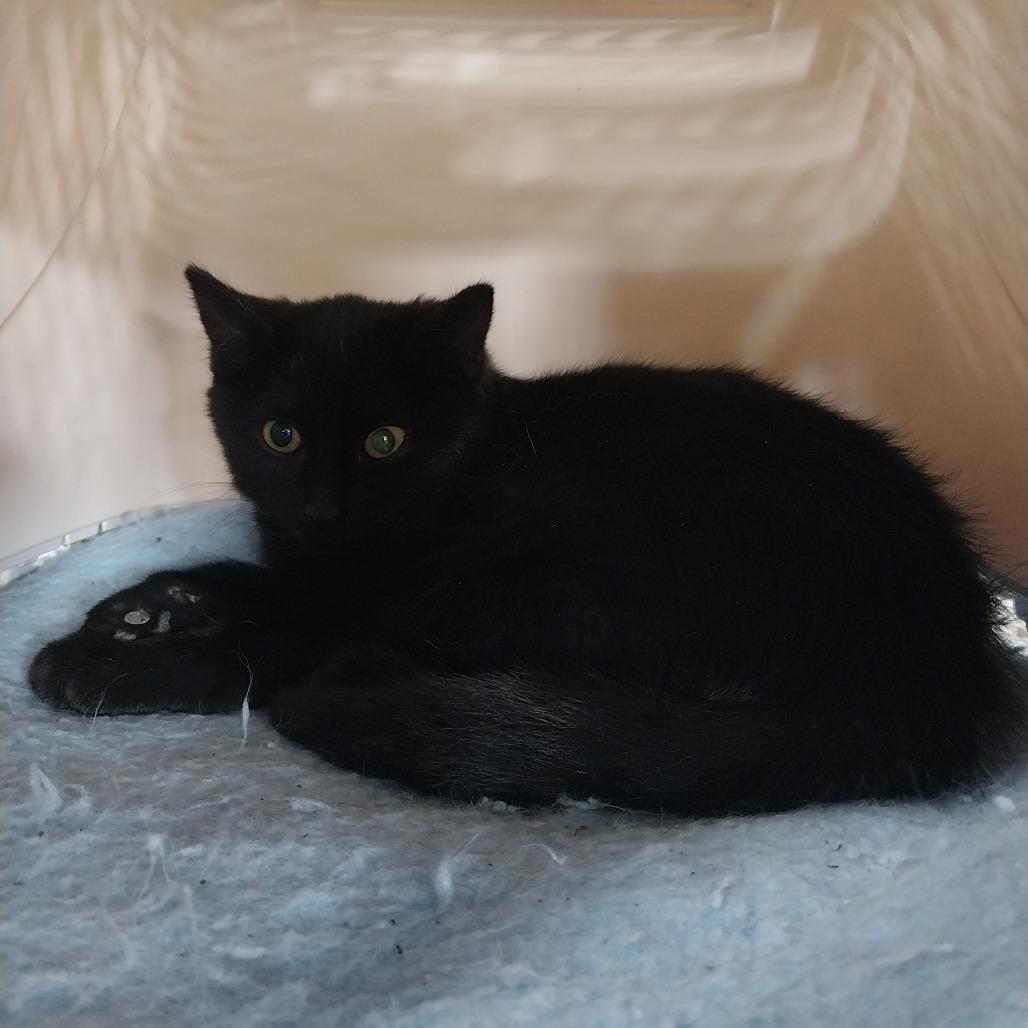 Enlarge Hard Candy Christmas, a Adoptable Domestic Short Hair in East Smithfield , PA image 3/6