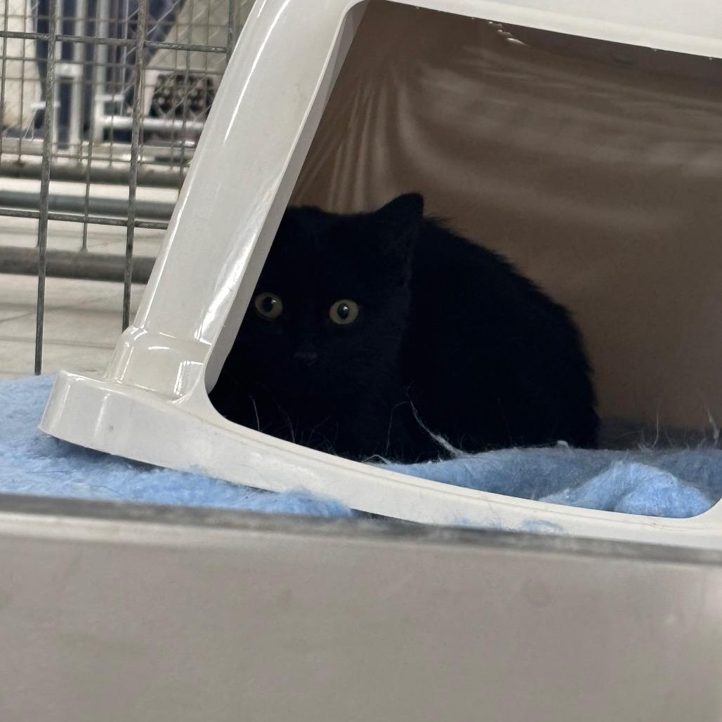 Enlarge Hard Candy Christmas, a Adoptable Domestic Short Hair in East Smithfield , PA image 4/6