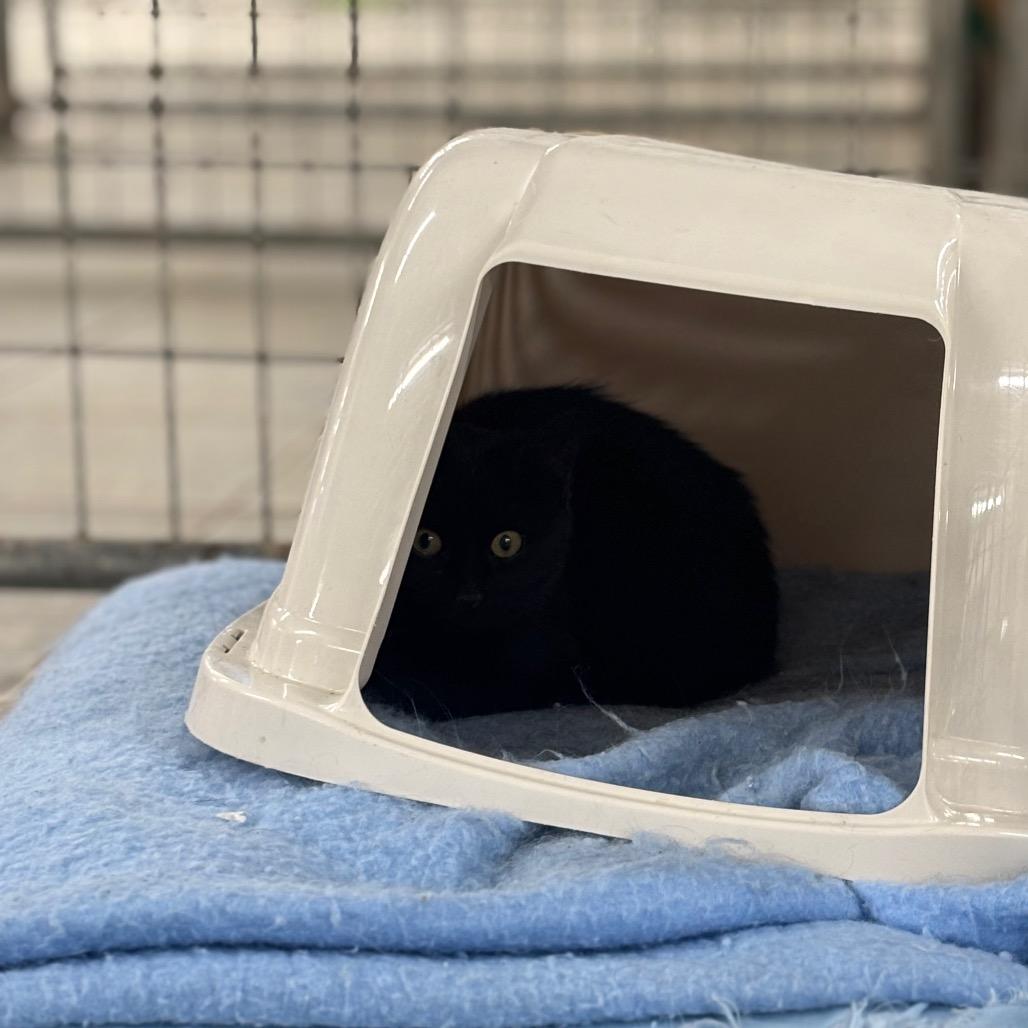 Enlarge Hard Candy Christmas, a Adoptable Domestic Short Hair in East Smithfield , PA image 5/6