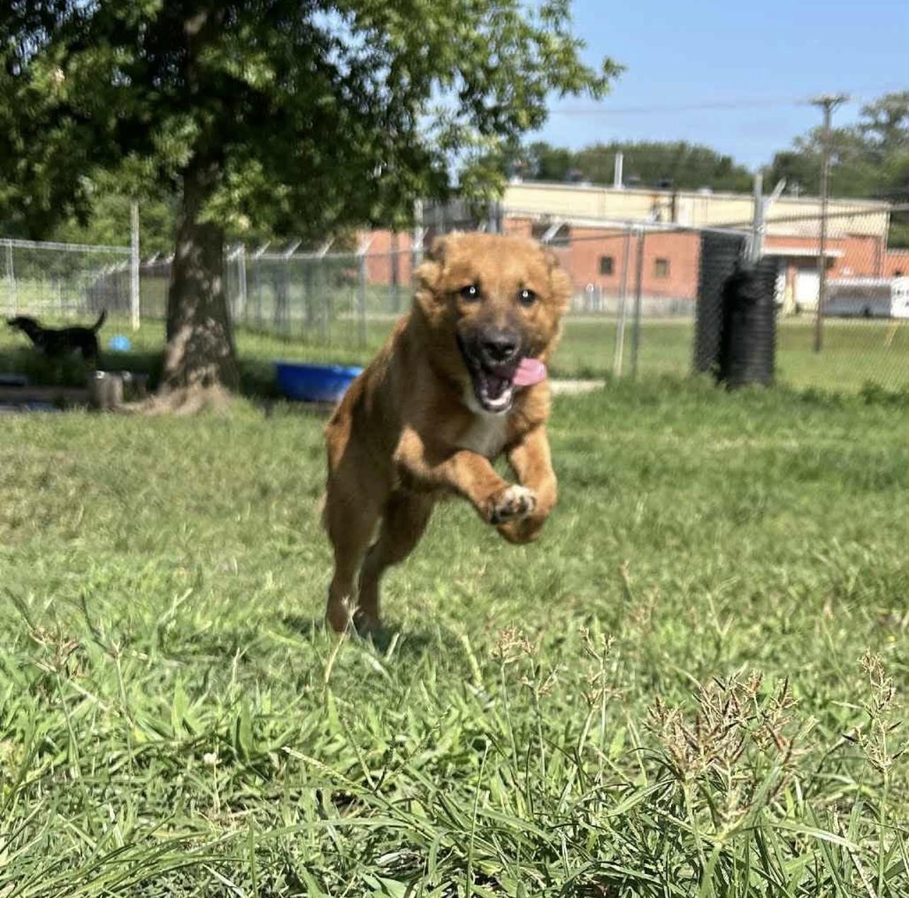Kenzie in NH! Come Meet our Adoptable Dogs Wednesday-Saturday. More info in Bio!