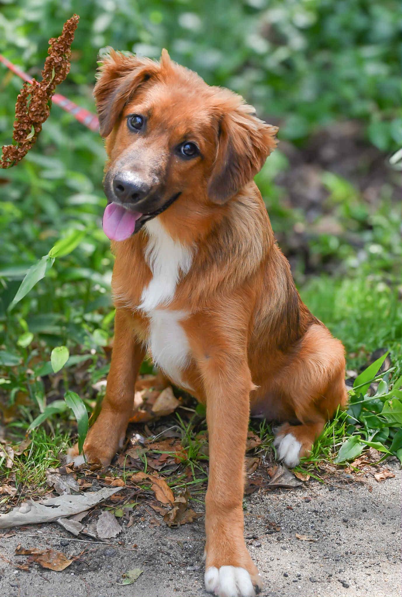Kenzie in NH! Come Meet our Adoptable Dogs Wednesday-Saturday. More info in Bio!
