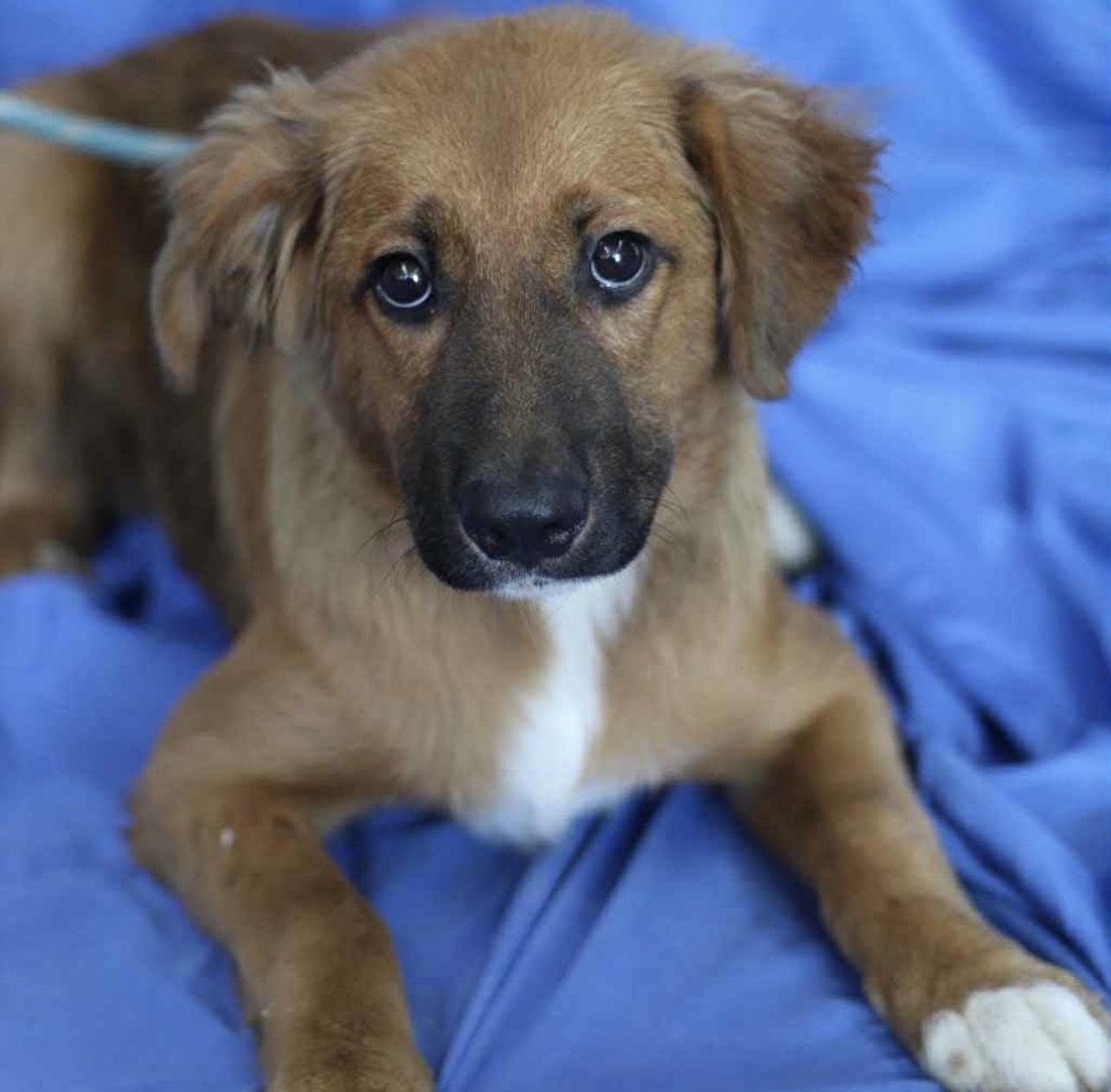 Kenzie in NH! Come Meet our Adoptable Dogs Wednesday-Saturday. More info in Bio!