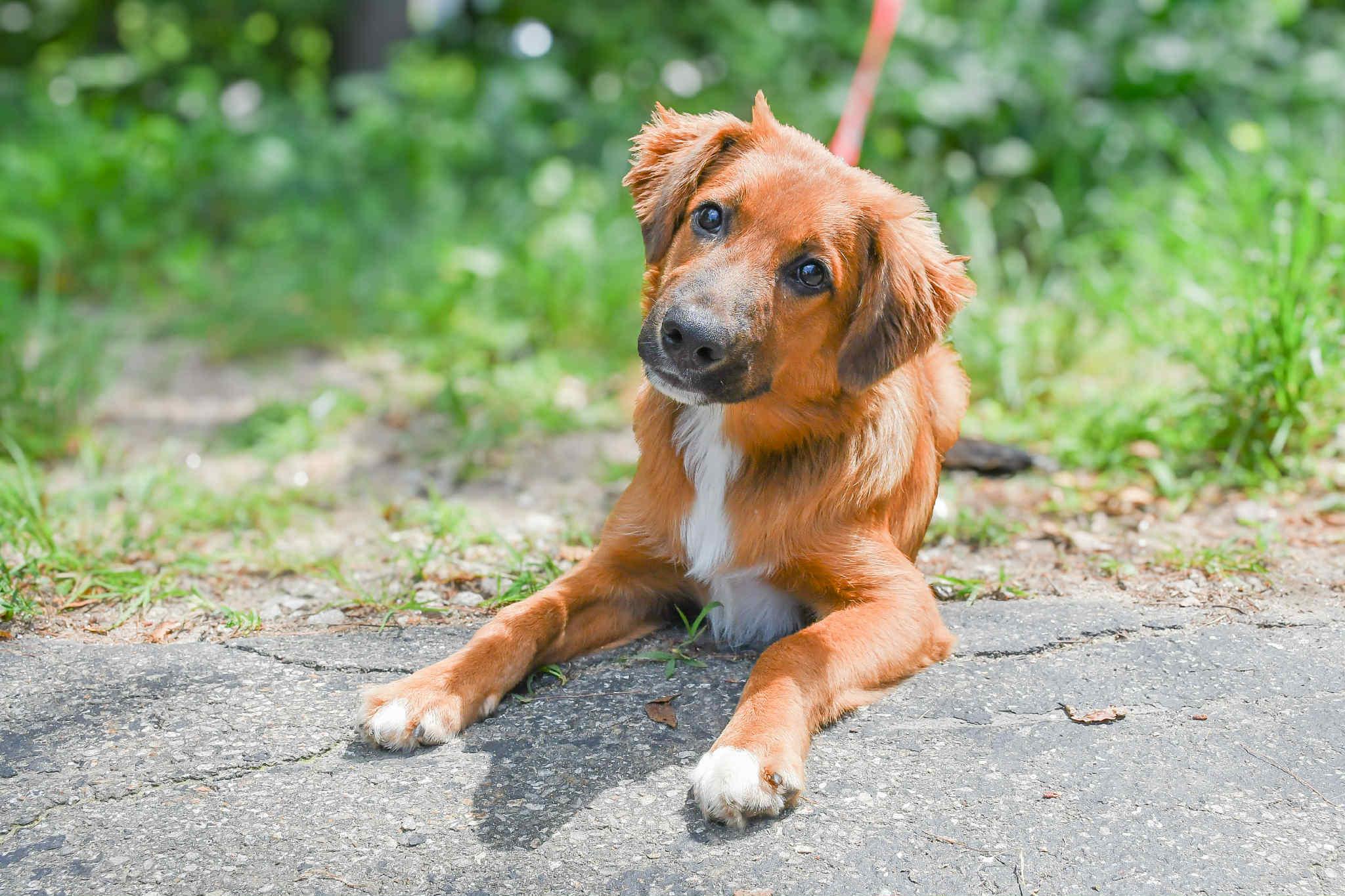 Kenzie in NH! Come Meet our Adoptable Dogs Wednesday-Saturday. More info in Bio!