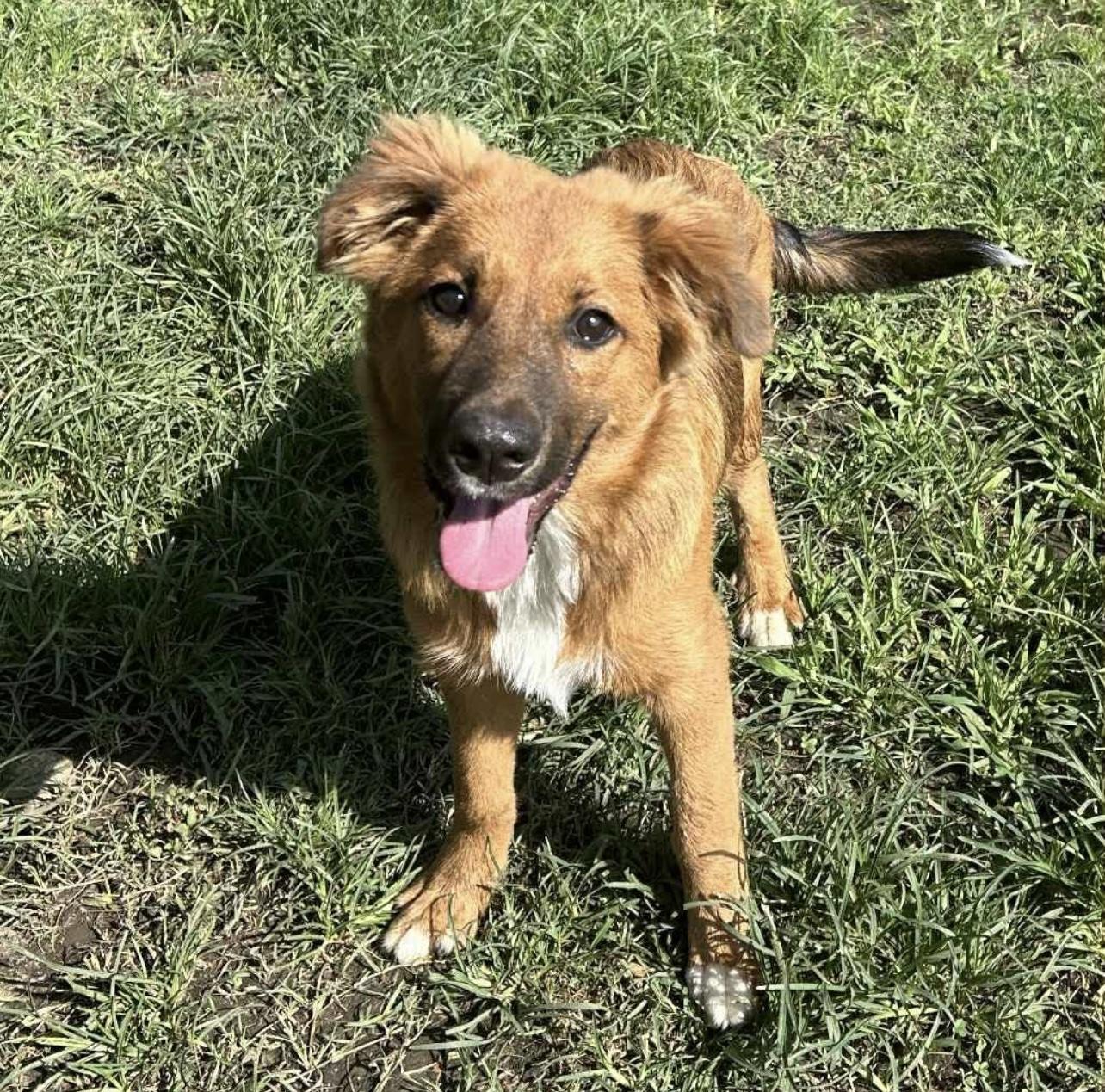 Kenzie in NH! Come Meet our Adoptable Dogs Wednesday-Saturday. More info in Bio!