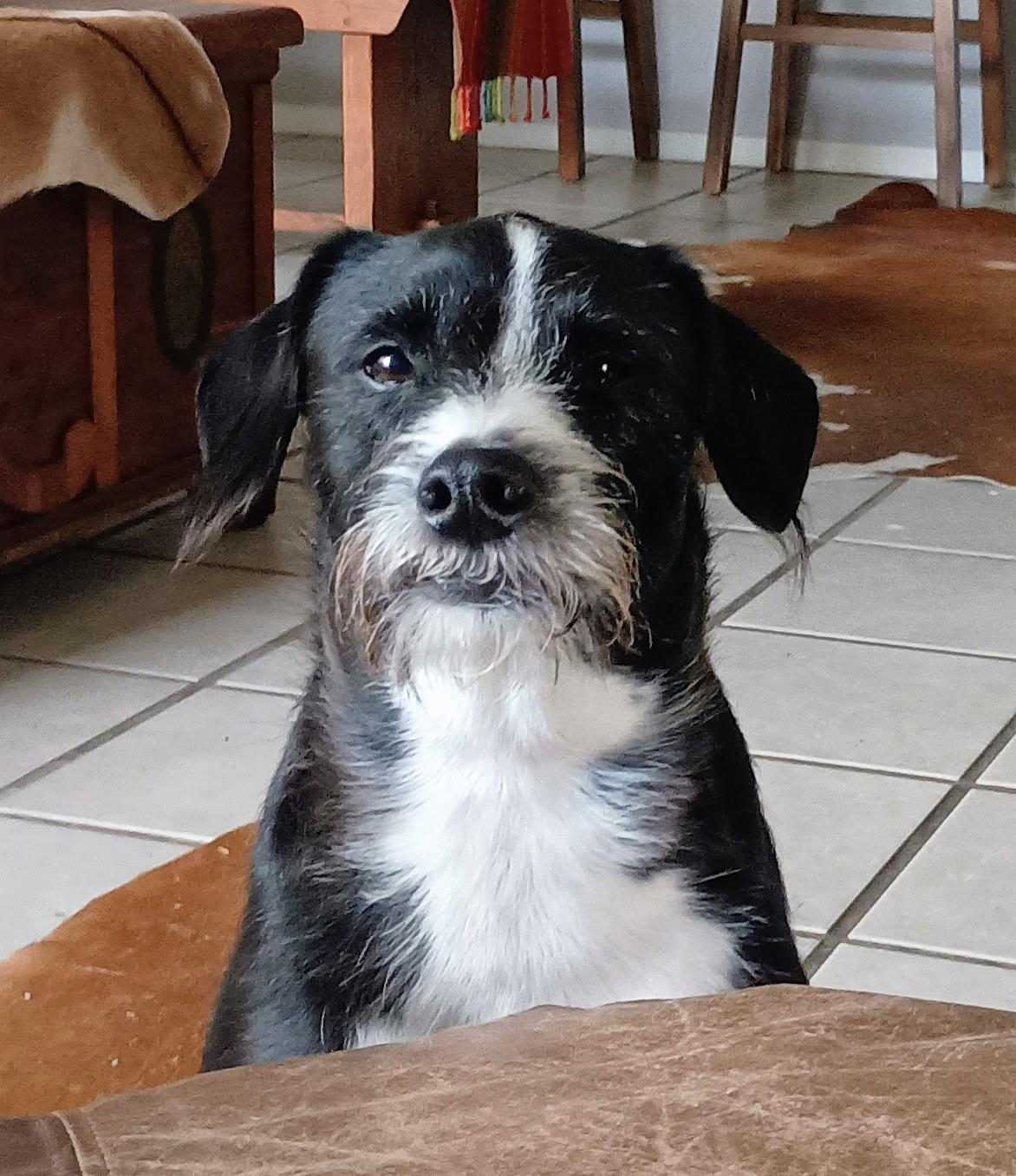 Enlarge Fergus, a Adoptable mixed breed in Temple, TX image 1/4