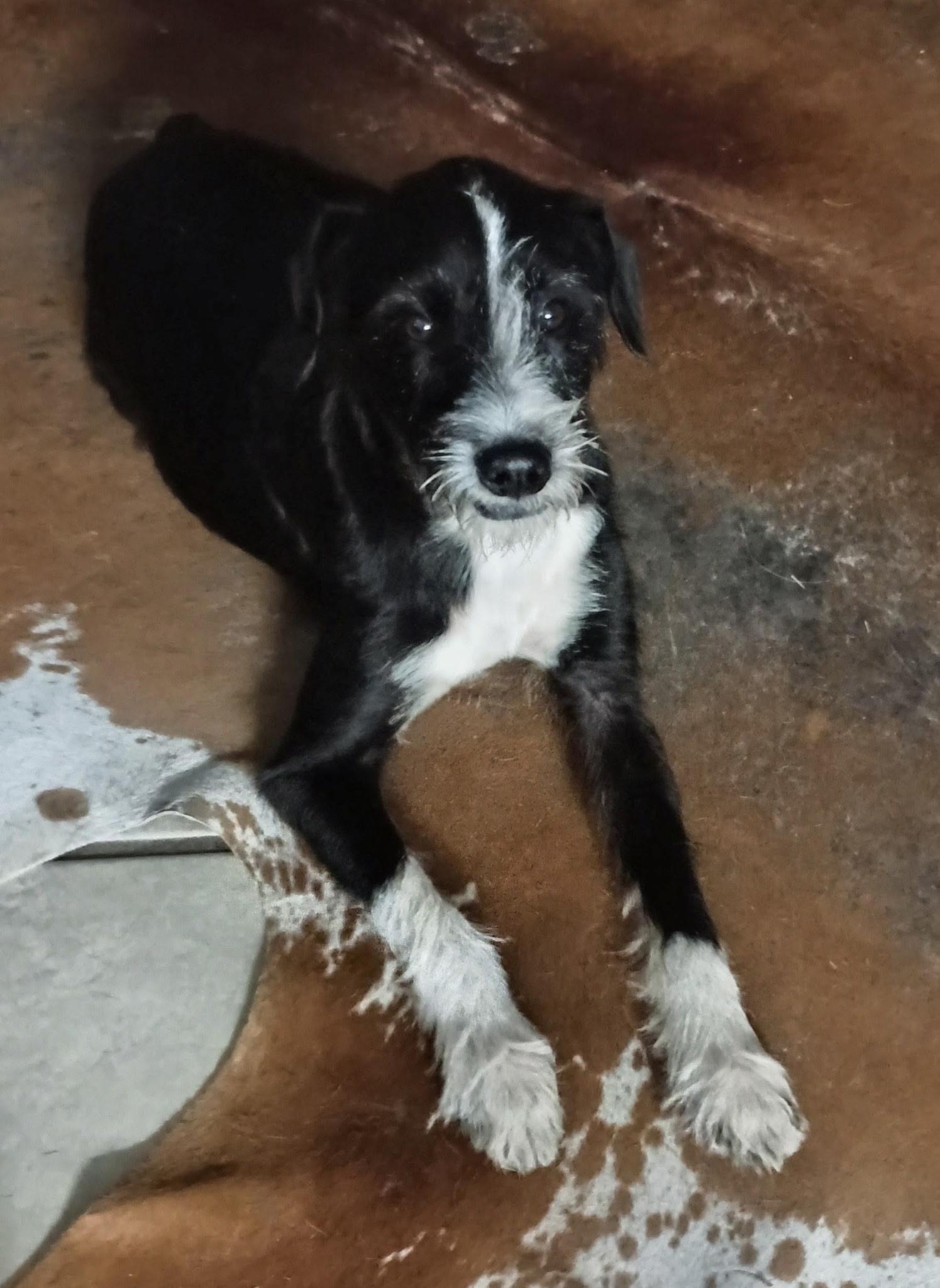 Enlarge Fergus, a Adoptable mixed breed in Temple, TX image 2/4