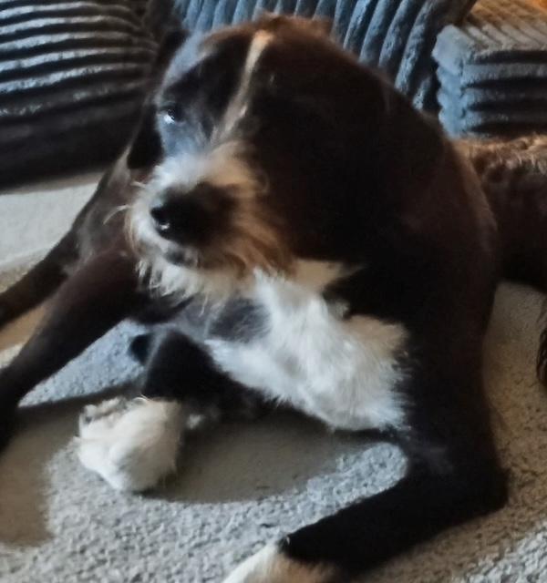 Enlarge Fergus, a Adoptable mixed breed in Temple, TX image 4/4