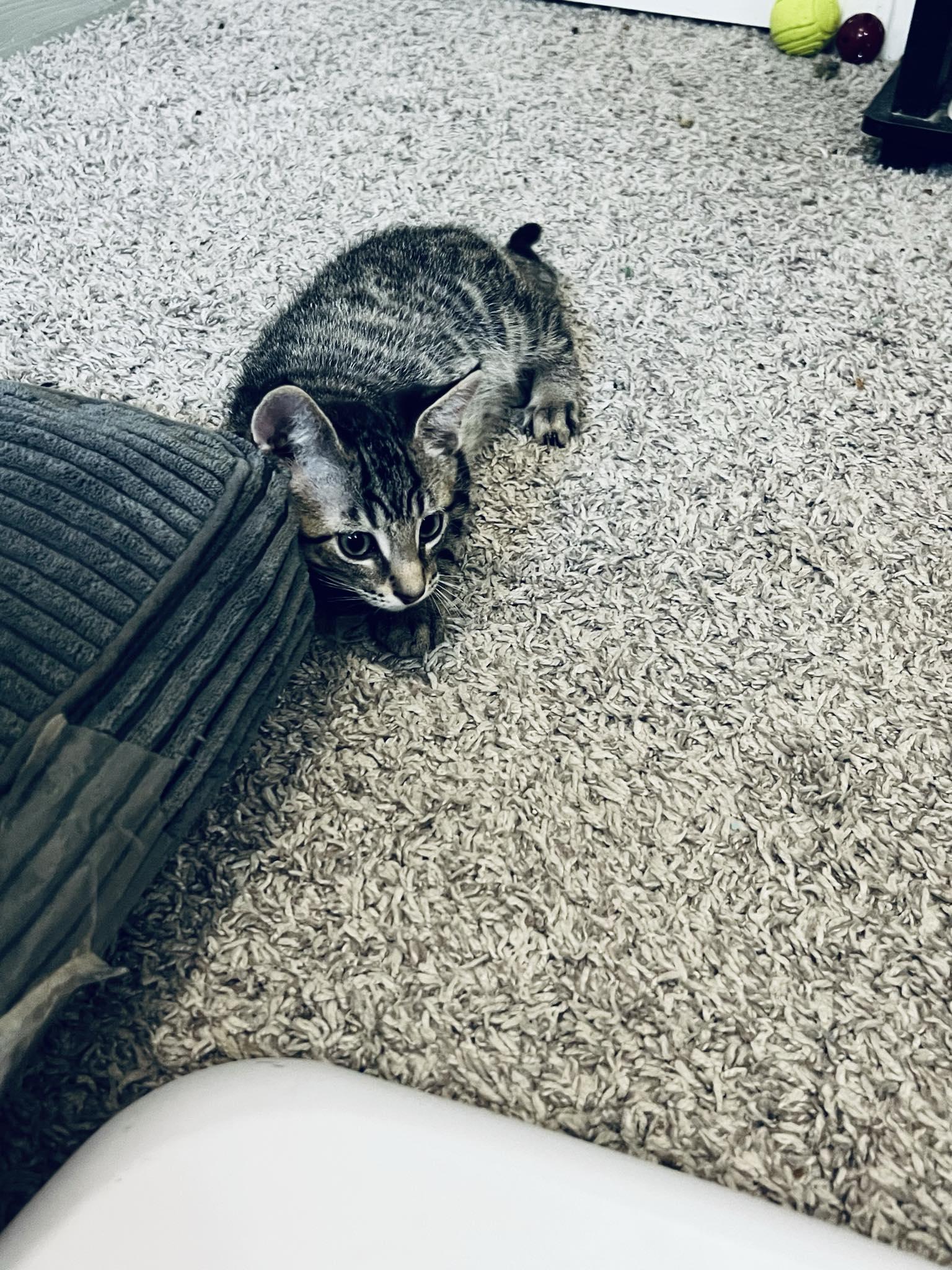 Dale, an adopted Domestic Short Hair in Indianapolis, IN image 2/3