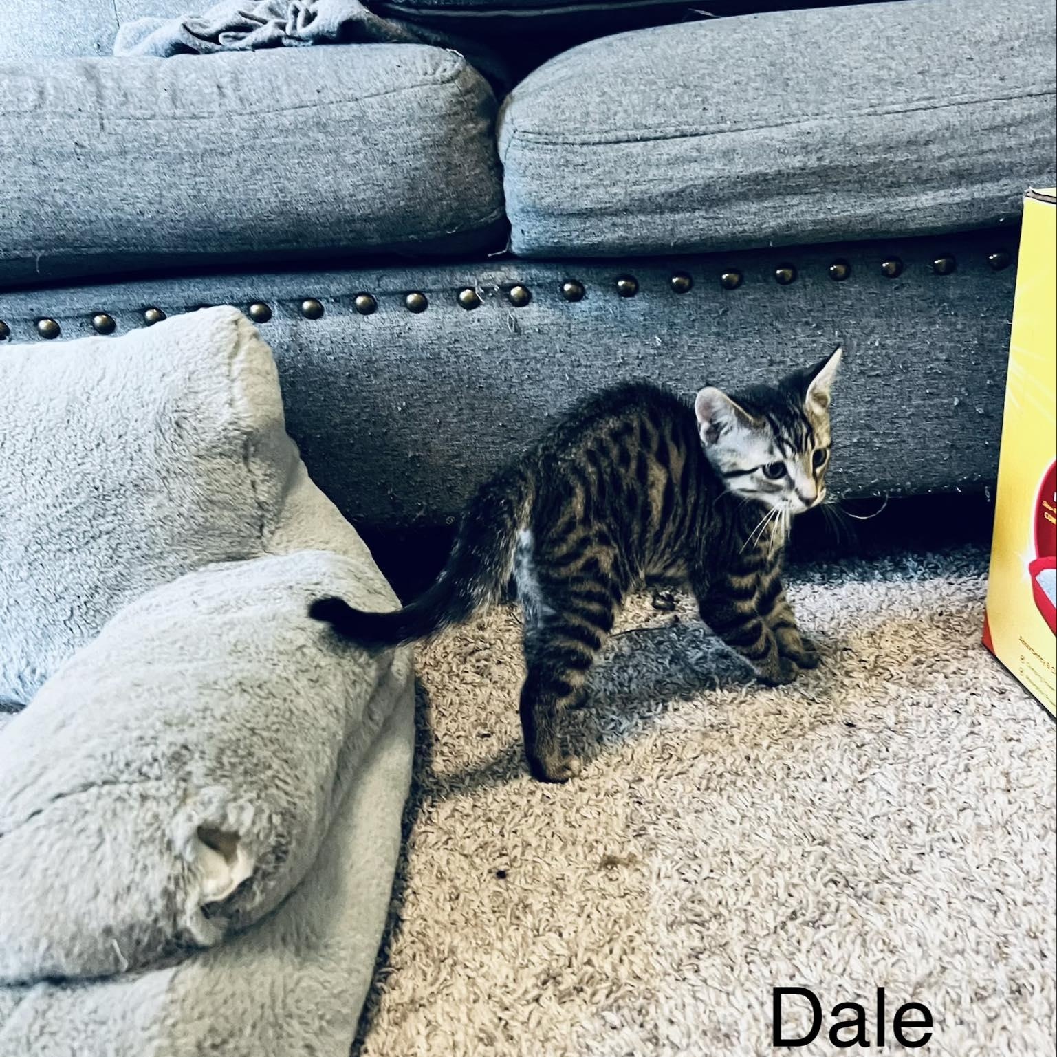 Dale, an adopted Domestic Short Hair in Indianapolis, IN image 3/3