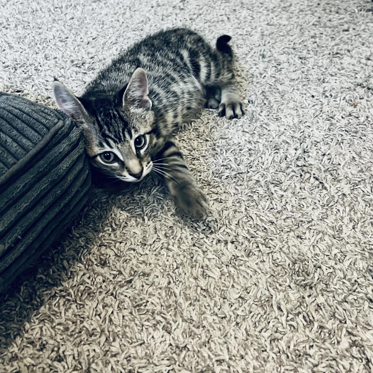 Dale, adopted, Kitten Male Domestic Short Hair.