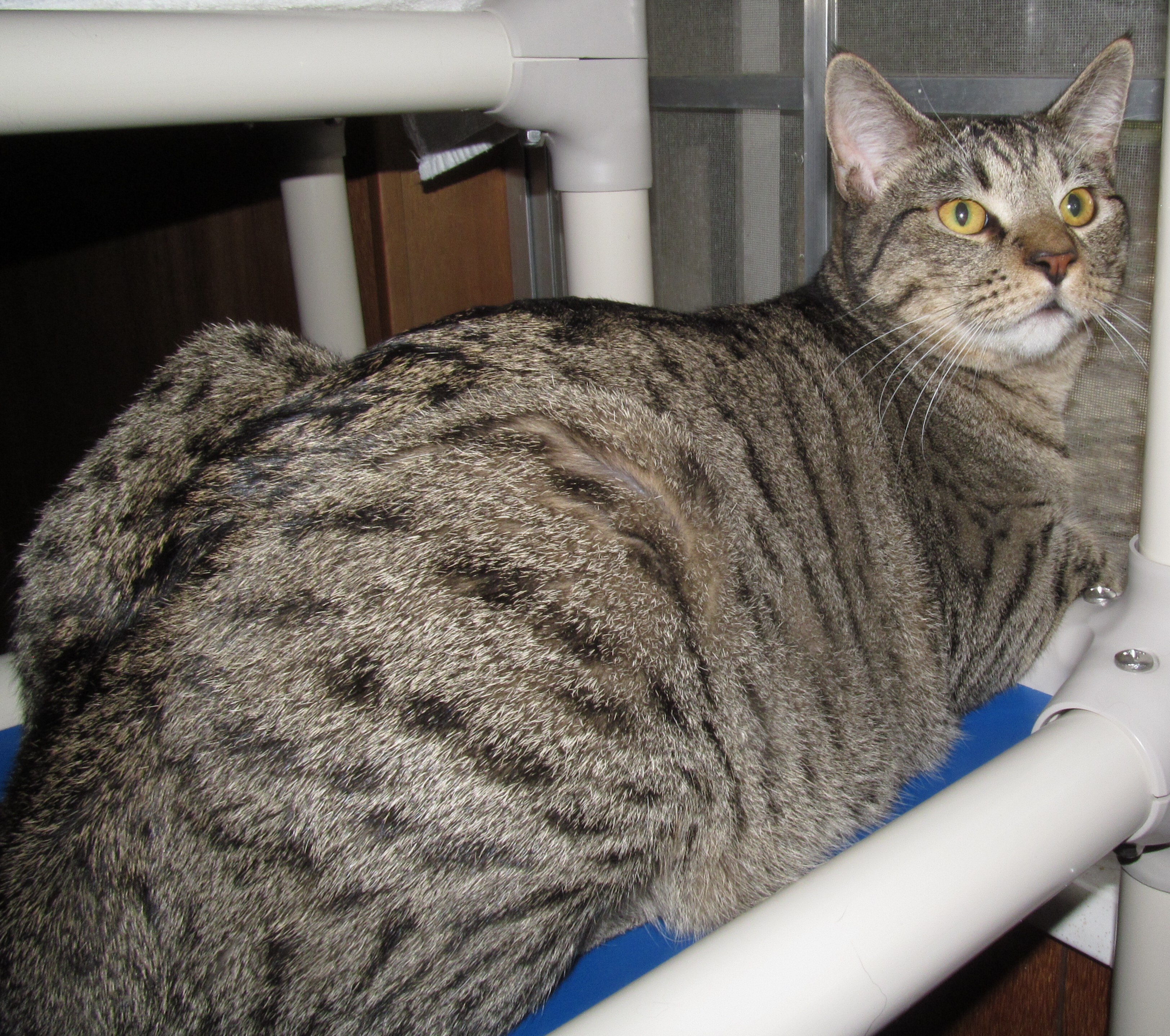 HUEY, a Adoptable mixed breed in Crystal River, FL image 4/5