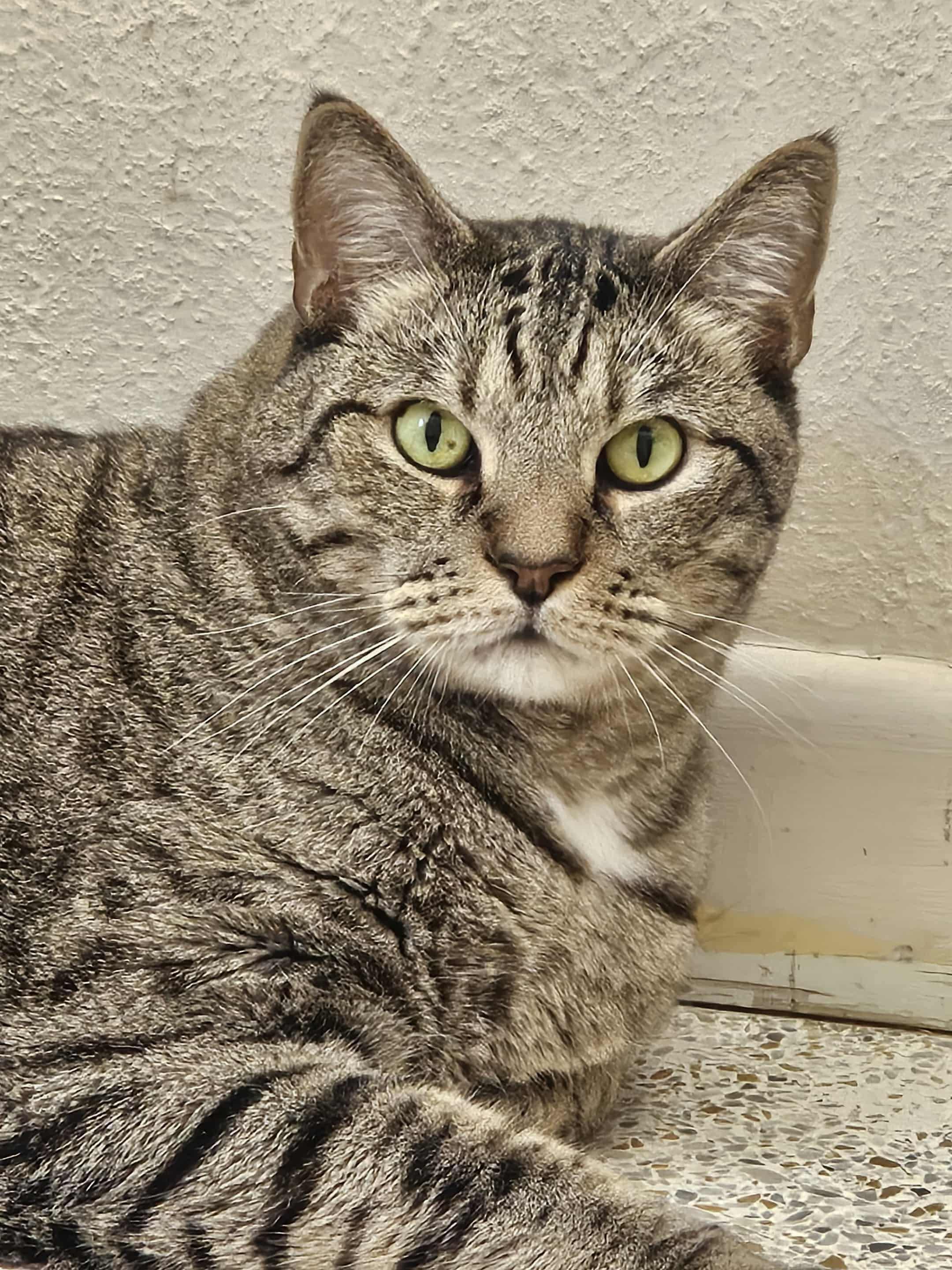 HUEY, Adoptable, Adult Male Domestic Short Hair & Tabby.