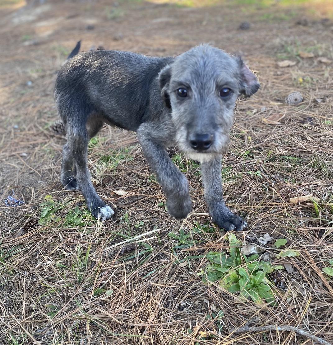 Snickers, Adoptable, Puppy Male Poodle.