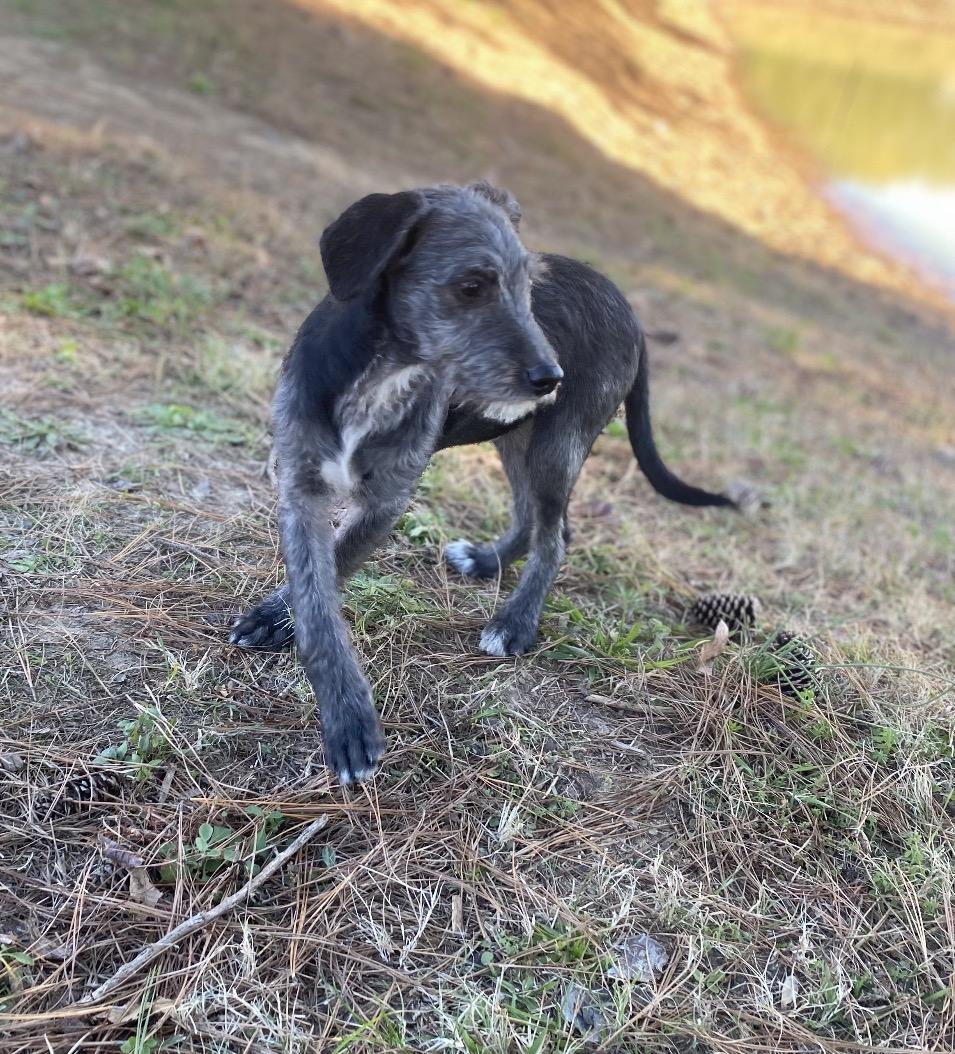 Snickers, a Adoptable mixed breed in Pembroke, MA image 2/2
