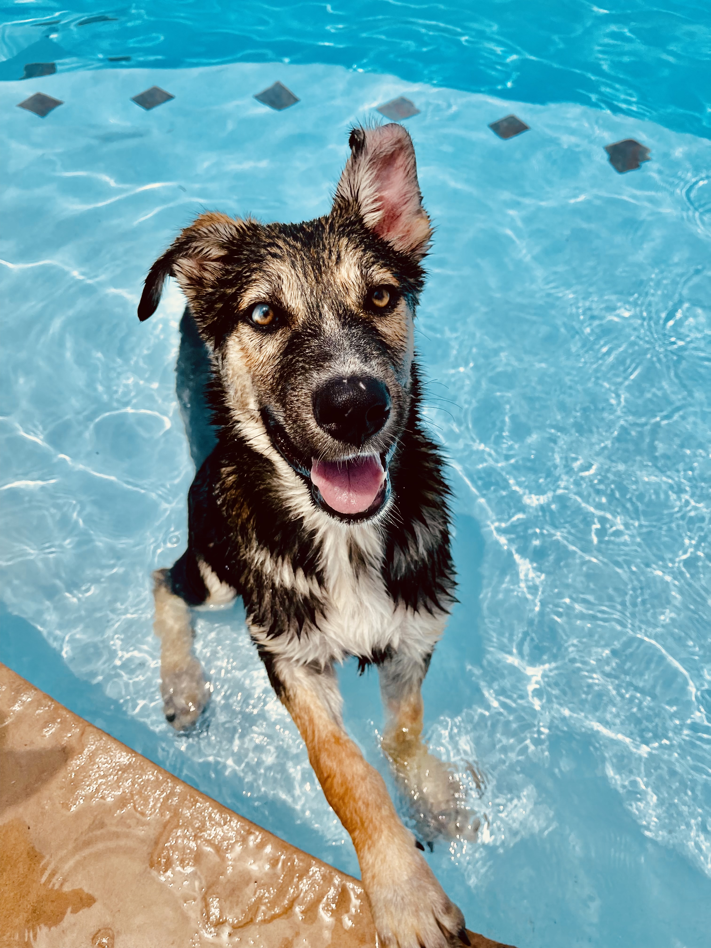 Dog for adoption Duce, a German Shepherd Dog Mix in East Hartford, CT