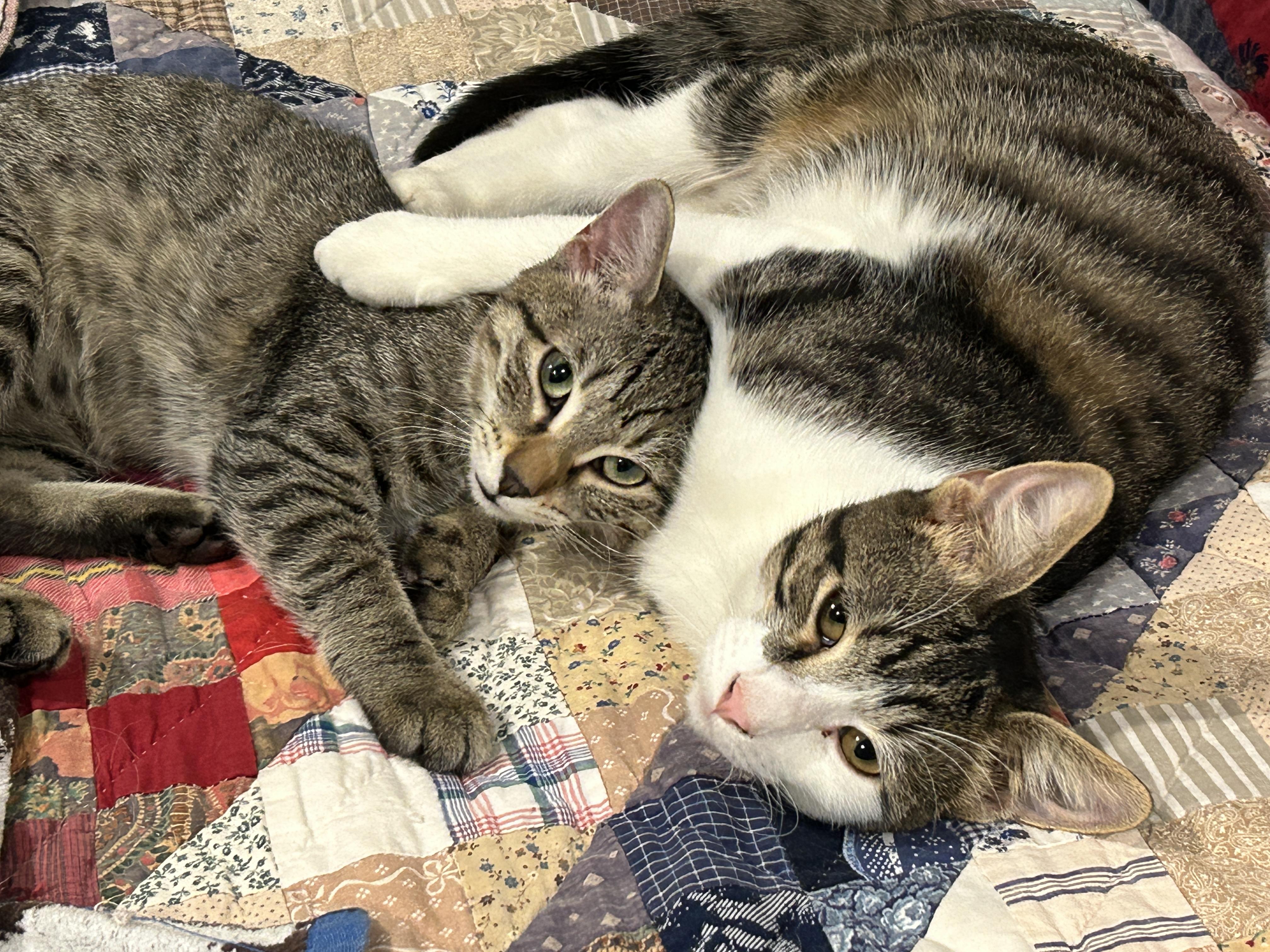 Roni, an adoptable Tabby in Marble Falls, TX, 78654 | Photo Image 5